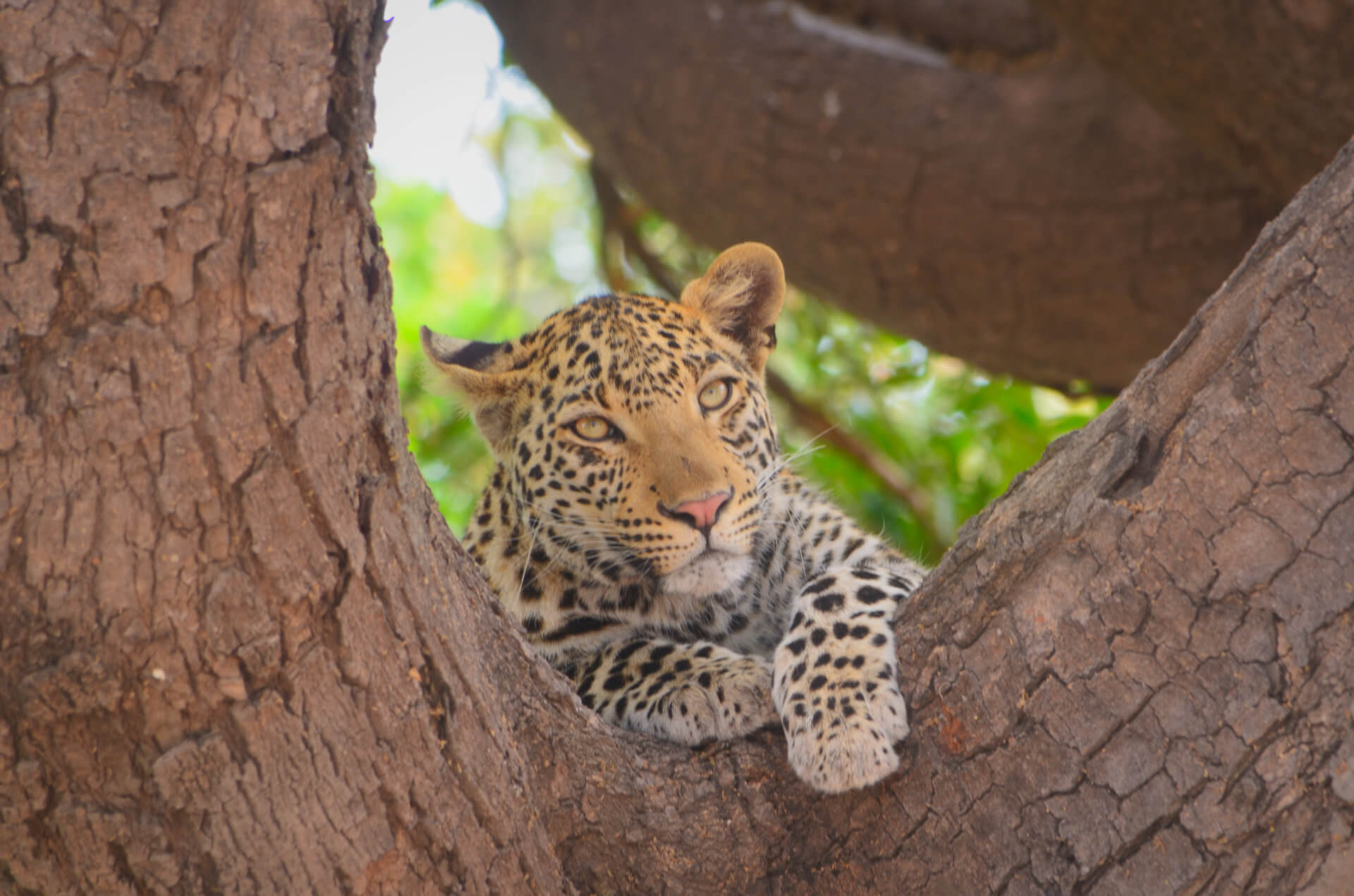 namibia-mahango-park-leopard